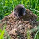 How to Repair Mole Damage in Your Yard A small mole emerges from a fresh mound of soil in a grassy field, its tiny paws and dark fur clearly visible.