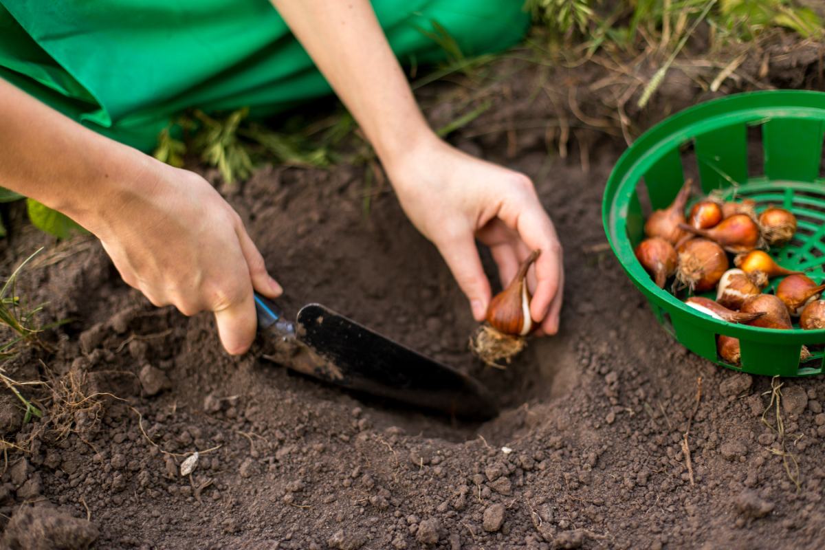 When to Plant Bulbs in Fall