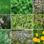 Most Common Winter Weeds Collage of nine photos showing various winter lawn weeds, including chickweed, deadnettle, shepherd’s purse, speedwell, dandelions, and clumping grasses.