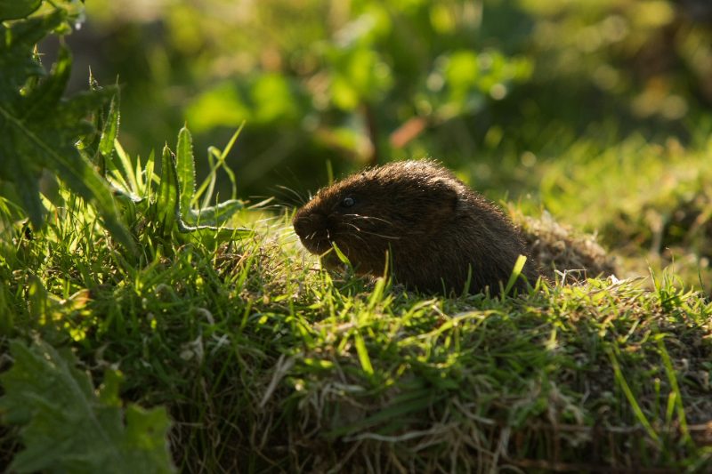 Brown vole crouches in sunlit grass, chewing a blade of greenery, showing typical feeding behavior in a lawn or garden.
