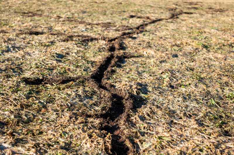 Long, narrow vole runway cuts through dry lawn grass, exposing dark soil as it winds into the distance.