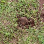 How to Repair Vole Damage to Your Lawn Small brown vole peeks from fresh burrow opening in clover and grass, surrounded by disturbed soil in garden lawn area.