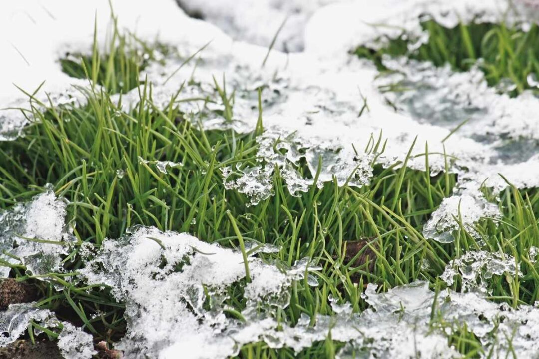 Curated visual reference: Picture Idea: 11 Common Winter Lawn Care Mistakes