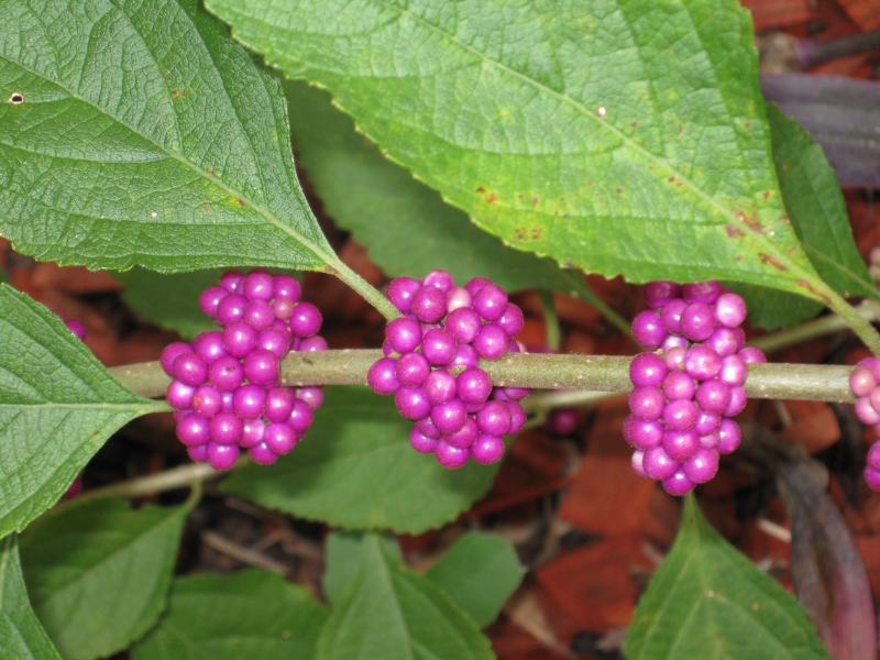 American beautyberry with purple berries