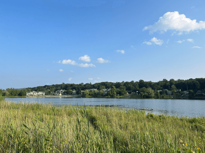 Marshy lake in Danbury, Connecticut