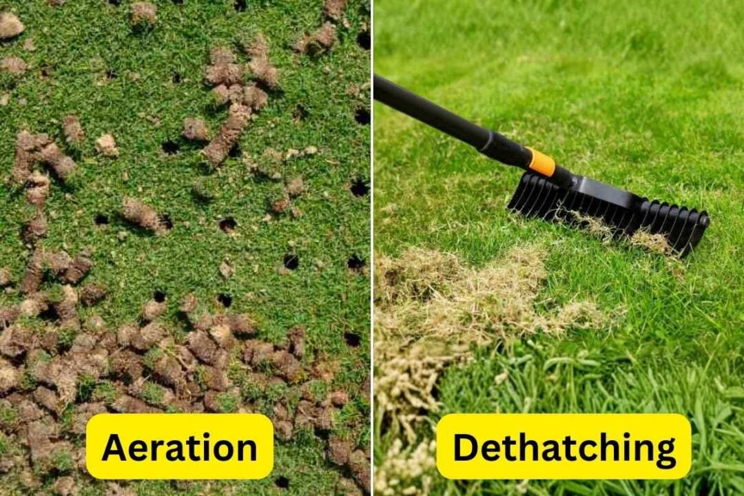 Do I Need to Aerate or Dethatch My Lawn? (Simple Test)