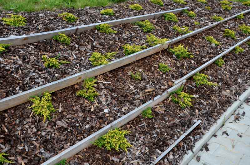 A sloped garden bed features wooden terracing boards, dark wood mulch, and neat rows of small green and yellow plants.