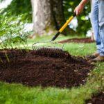 Person rakes dark mulch in a garden bed beside shrubs, loosening the surface during spring cleanup before adding new mulch.