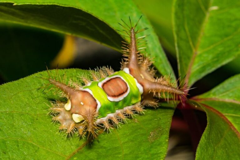 Stinging Caterpillars in the South: What Homeowners Need to Know This ...
