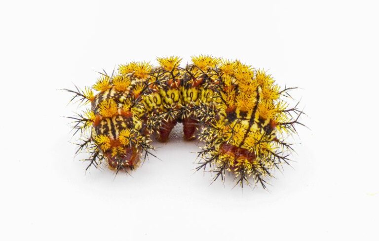 Stinging Caterpillars in the South: What Homeowners Need to Know This ...