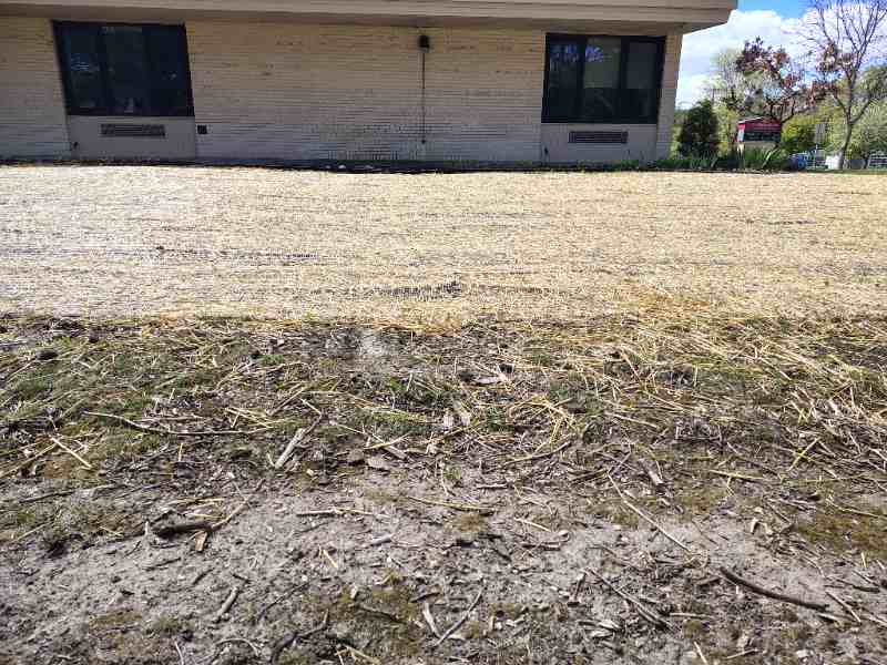Seeded lawn with straw netting