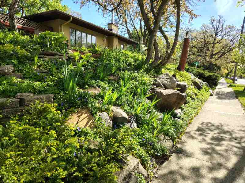 A lush, terraced front yard garden on a slope with dense ground cover plants, rocks, and ornamental grasses leading up to a house, with a sidewalk along the edge.