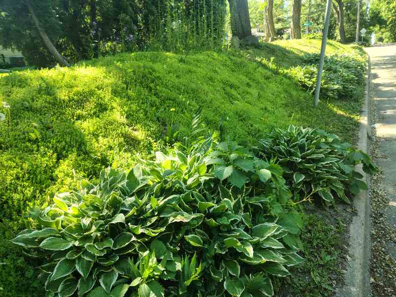 A hillside landscaped with hostas and sedum ground cover along a sidewalk