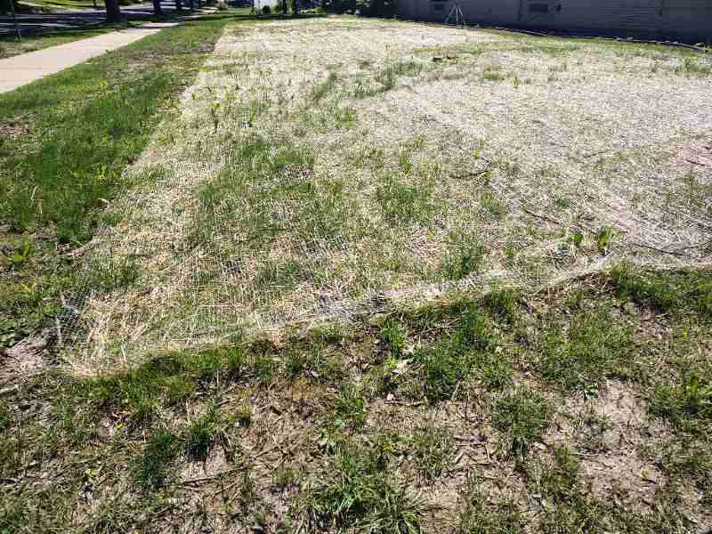 Grass seedlings sprouting through mulch