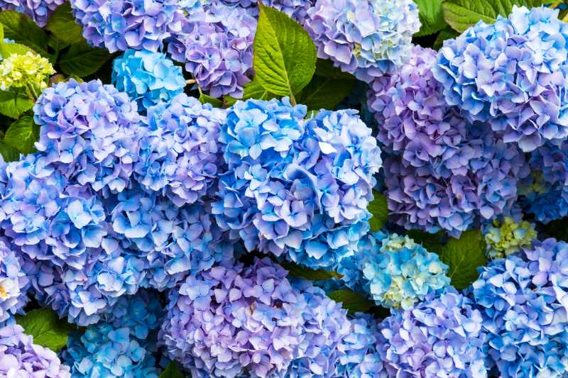 Closeup of blue hydrangea (Hydrangea macrophylla) flowers blooming in a garden