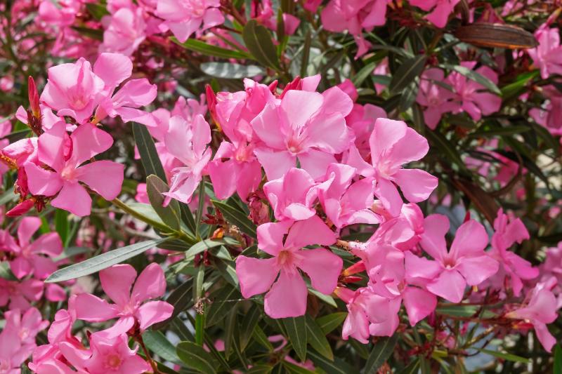 Pink oleander (Nerium oleander) flowers blooming on a leafy shrub