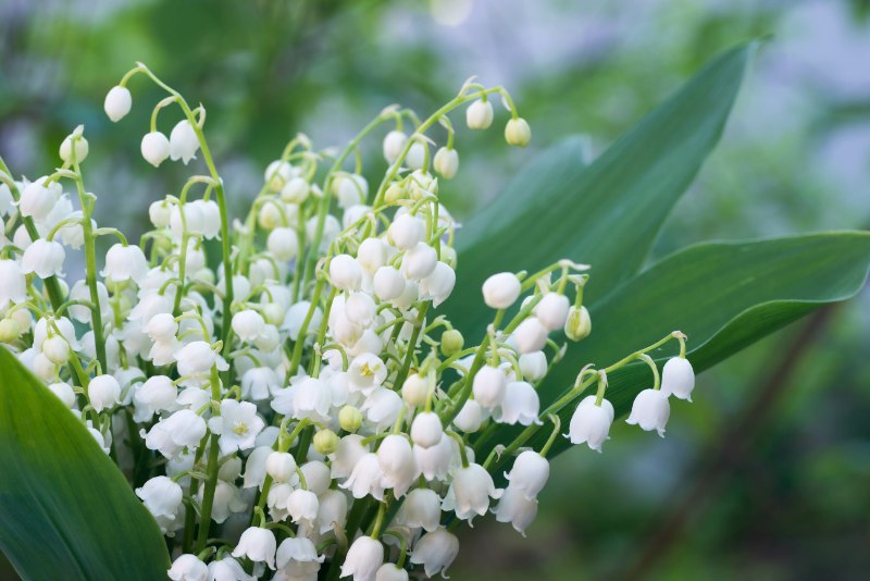 Delicate white lily of the valley flowers with green leaves