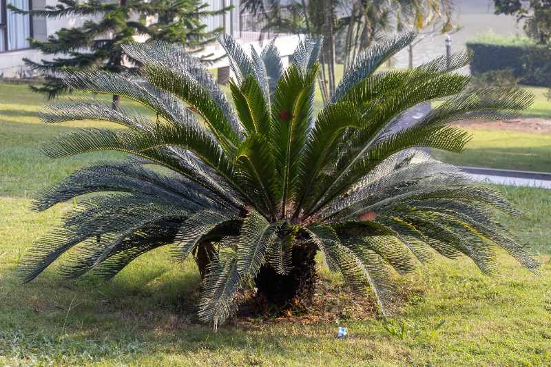A sago palm (Cycas revoluta) displays its symmetrical feathery fronds in a garden landscape