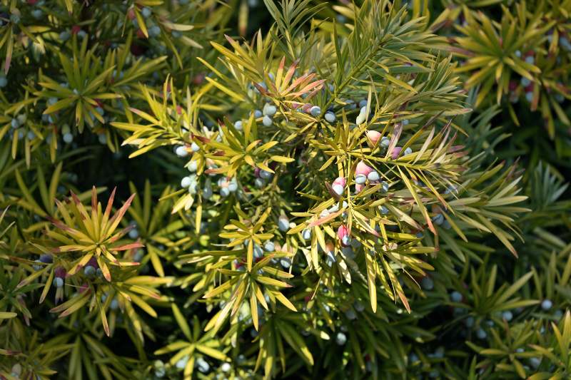 A Japanese yew tree bearing fruit with green and purple berries on leafy branches