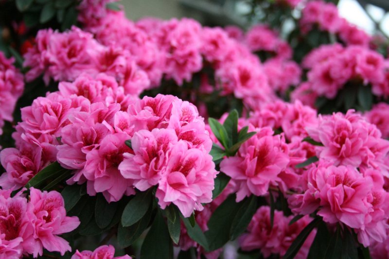 Colorful azalea (Rhododendron) flowers in bloom
