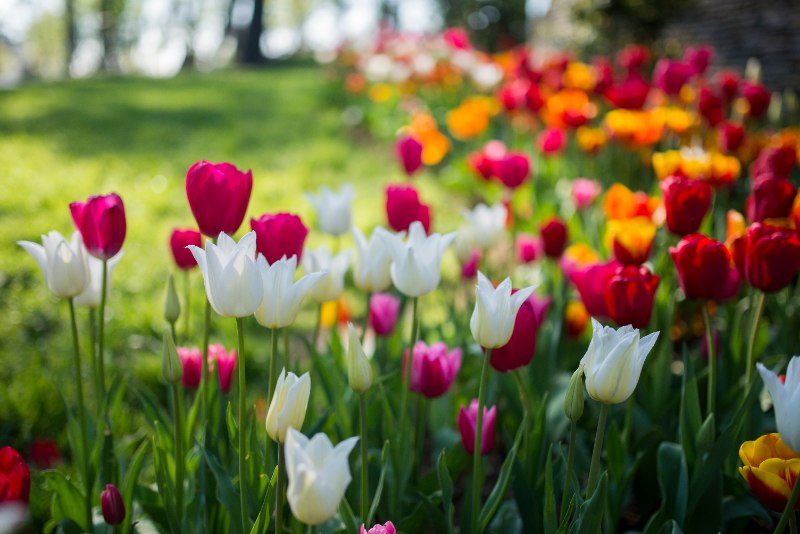 A colorful tulip flower in bloom