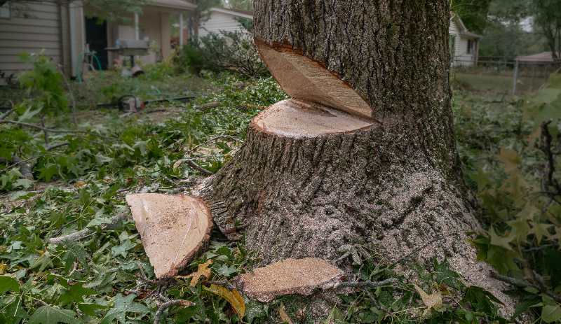 A close-up of a tree trunk with a Dutchman notch cut into it for felling, showing fresh cut marks in a suburban yard.