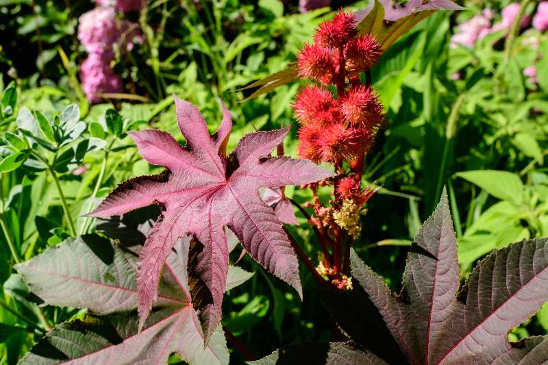 Fresh green flowers and leaves of a castor bean plant (Ricinus communis) growing in an urban garden