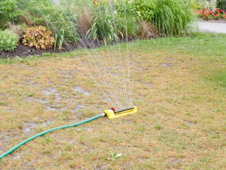 How to Maintain Your Lawn During a Drought