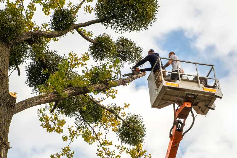Two male professional workers on a high chair lift platform using a chainsaw to cut down large tree branches.