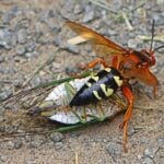 Cicada Killer Wasps: What They Are and What to Do About Them Eastern cicada killer wasp carrying a paralyzed cicada on the ground