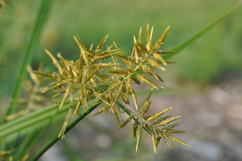 Close-up of a yellow nutsedge (Cyperus esculentus) seed head showing its golden-yellow spikelets and slender green stem against a blurred grass background.