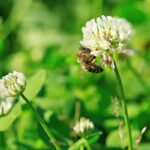 Clover Lawn and Bees: What to Expect and How to Manage It Bee sitting on a white clover flower collecting pollen on a sunny day with a blurry green meadow background