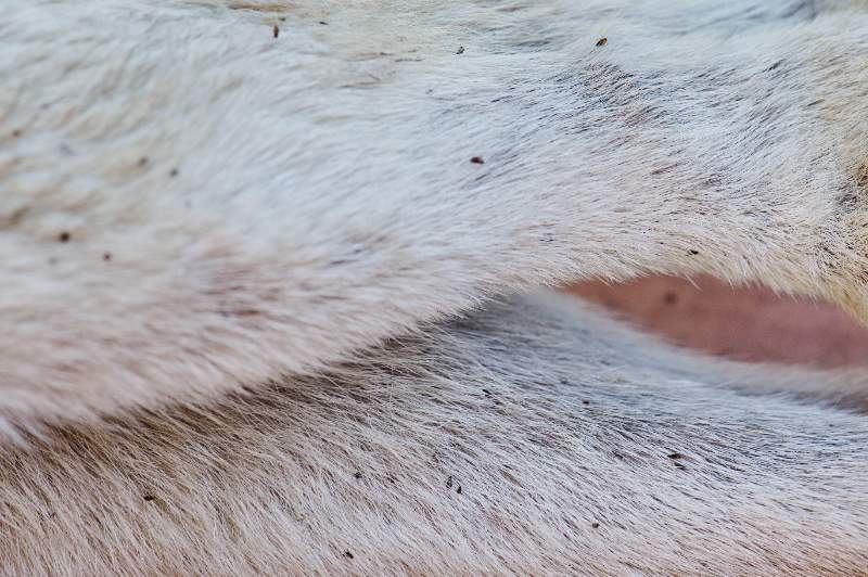 Closeup of a dead flea on white animal fur