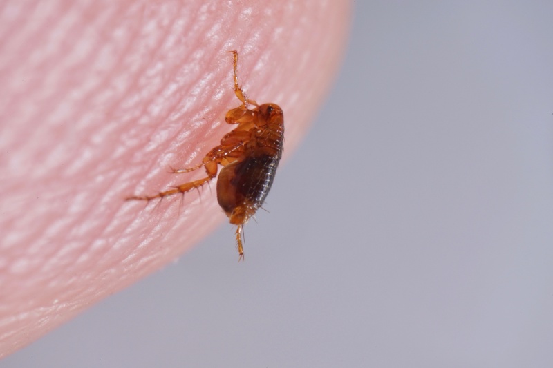 A super macro close-up of a brown amber-colored flea (Siphonaptera) on human skin, showing its compressed body, powerful hind legs, and tiny bristles in sharp detail.