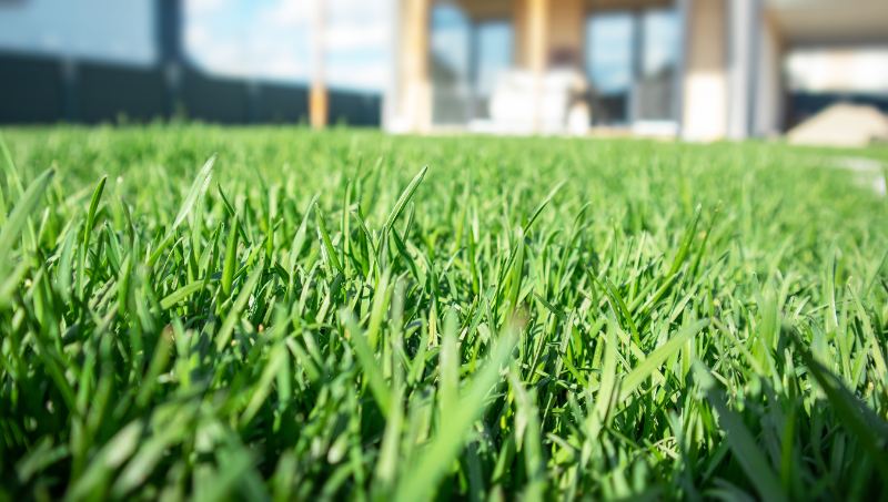 A ground-level close-up of a lush green lawn on a sunny day with a blurred modern home and blue sky visible in the background.