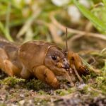 How to Get Rid of Mole Crickets Closeup macro photo of a mole cricket (Gryllotalpa) on soil with its large digging forelegs visible
