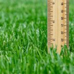 Should You Raise Your Mowing Height in Summer? Wooden ruler measuring the height of green grass blades in a healthy lawn