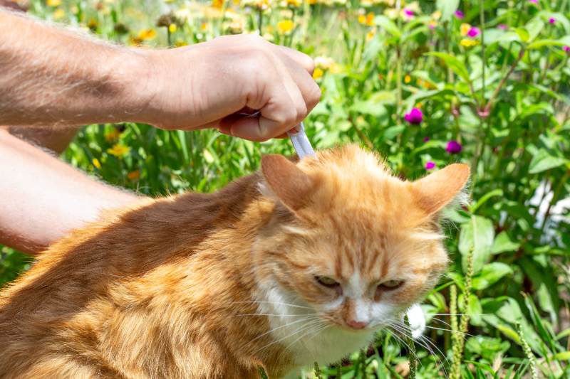 A pet owner applying flea drops on the withers of a ginger cat in a garden