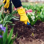 How Much Does Flower Bed Weeding Cost in 2026? Gardener wearing yellow gloves weeds a flower bed with a hand fork among colorful spring flowers and dark garden soil.