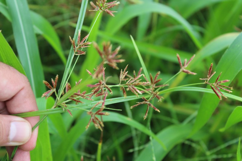 A hand holding a stem of purple nutsedge (Cyperus rotundus) with its distinctive reddish-purple seed head, against a blurred green grass background.
