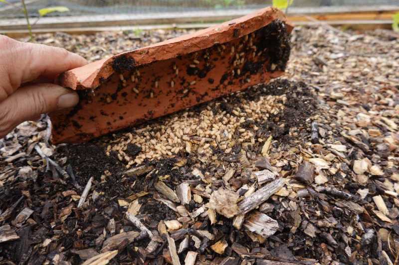 A hand lifts a roof tile in a mulch bed revealing a termite colony with eggs and larvae