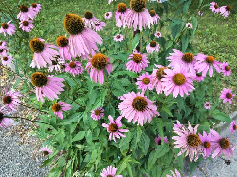 A dense cluster of purple coneflowers (Echinacea purpurea) in full bloom, featuring drooping pink-purple petals surrounding prominent spiky orange-brown centers, with lush green foliage and a grassy lawn and concrete curb visible in the background.