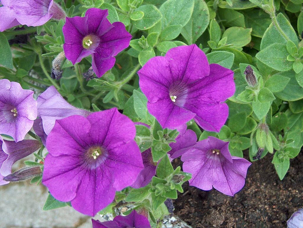 Several large purple petunia blooms with dark veining and white centers growing among fuzzy green leaves and dark buds, with visible soil and a stone border at the edges