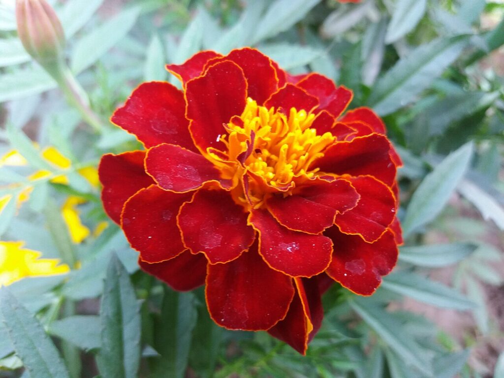 Close-up of a deep red marigold with ruffled petals edged in gold and a bright yellow-orange center, with a yellow marigold bud and green foliage in the background