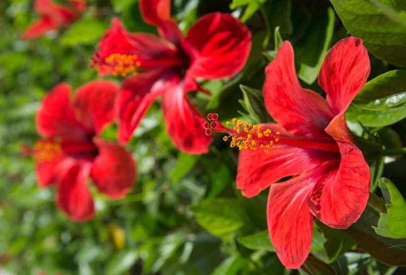 Close-up of vivid red hibiscus flowers with prominent yellow-tipped stamens and deep red veining on the petals, with blurred green foliage and more blooms in the background