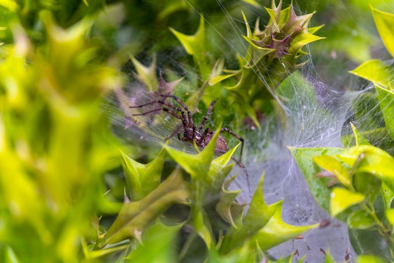 A brown grass spider (Agelenopsis) resting on its sheet-like funnel web woven among the spiky green leaves of a holly bush, with silky webbing draped across the pointed foliage in the background.