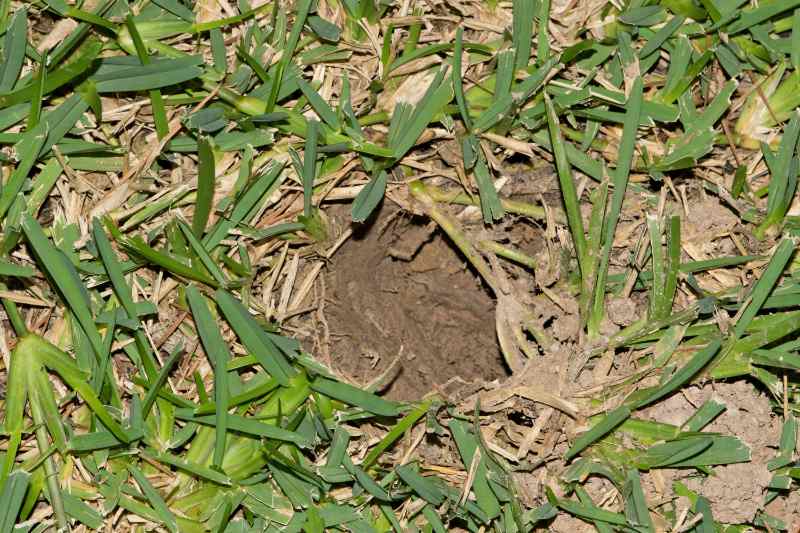 A close-up of a single cone-shaped hole dug into a lawn by a foraging armadillo, surrounded by torn and uprooted grass blades and exposed dry soil.