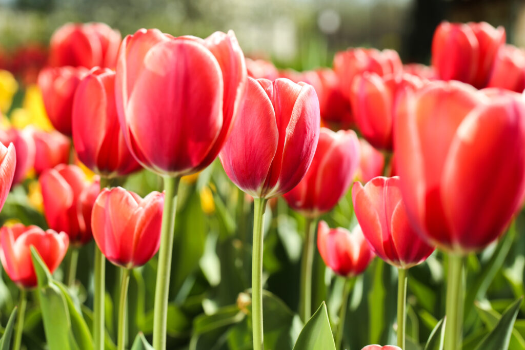 Rows of red tulips with white-edged petals on tall green stems in full bloom, backlit by bright sunlight with softly blurred yellow and red tulips in the background