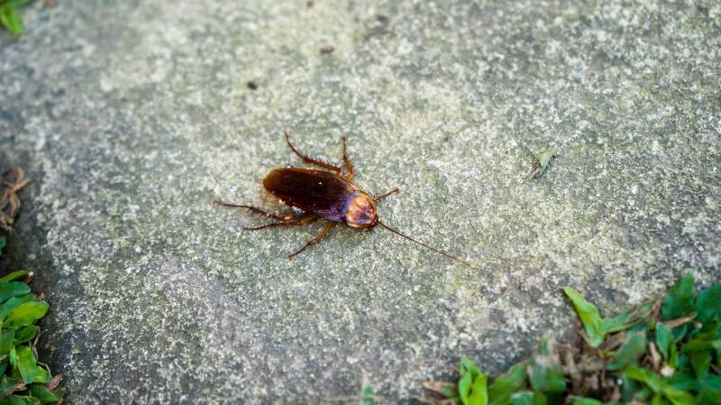 An American cockroach (Periplaneta americana) with a shiny reddish-brown body and long antennae crawling across a weathered limestone outdoor surface, with small green plants visible at the edges.