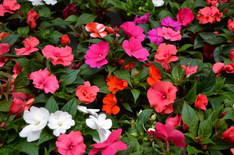 A dense mix of impatiens flowers in pink, orange, red, purple, and white blooming among dark green leaves in a garden bed